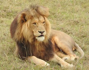 טיול מאורגן לדרום אפריקה