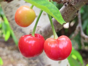 קטיף דובדבנים