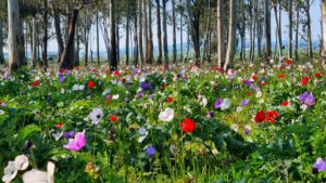 כלניות בצפון