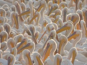 שקנאים במצפור ויקר